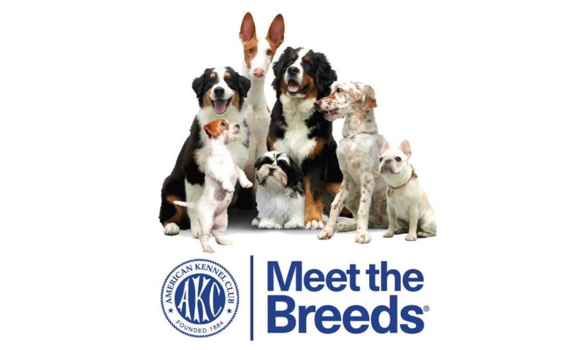 AKC Meet the Breeds New York Saturday R Entertainment